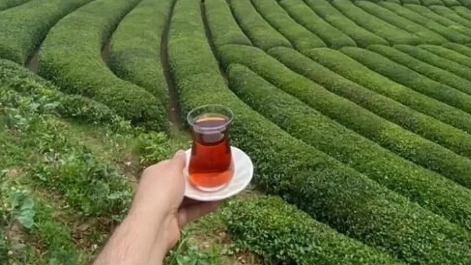 قیمت عمده چای ارگانیک شمال بدون مواد افزودنی برای پخش کنندگان