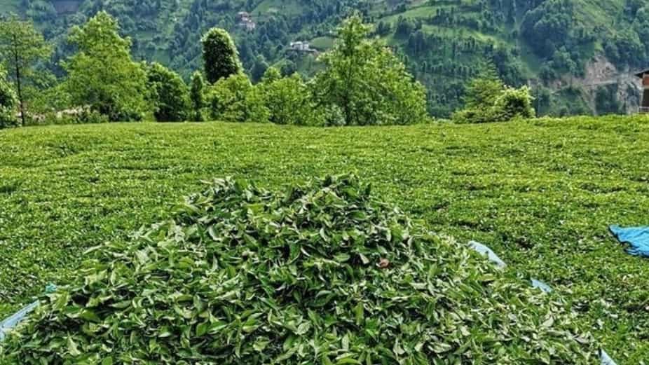 عرضه مستقیم چای شمال با کیفیت ممتاز صادراتی