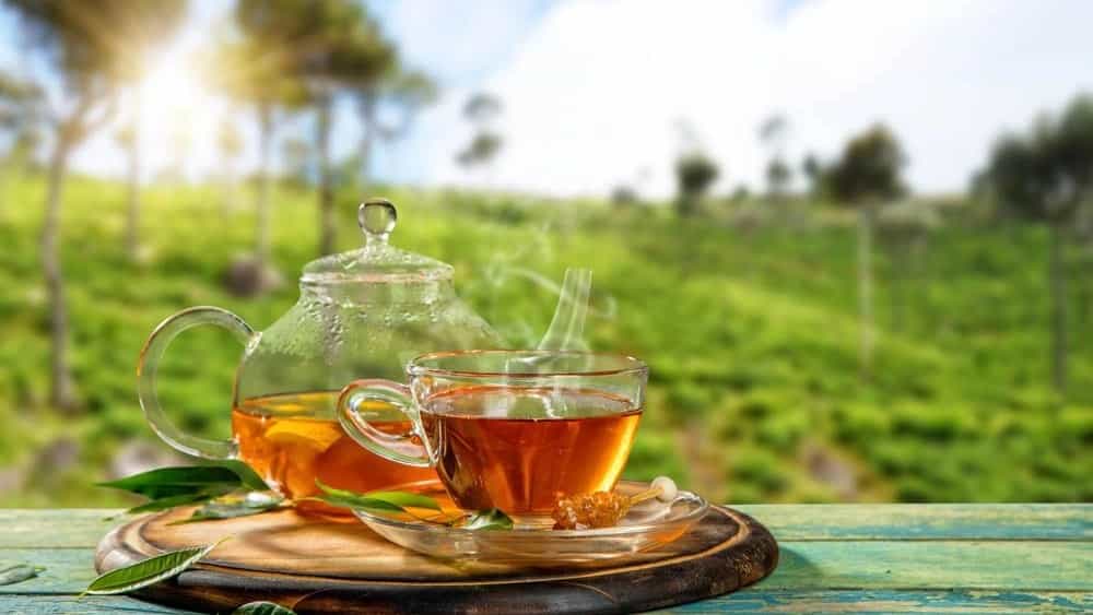 خرید و فروش چای عمده و جزئی چای ارگانیک شمال با بهترین قیمت بازار