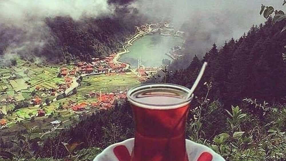 فروش چای ممتاز و اصل شمال با بسته بندی صادراتی