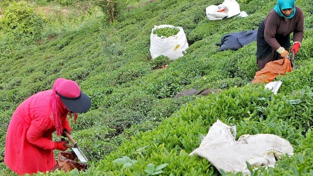Buy and sell authentic Iranian tea with guaranteed quality Buy and sell authentic Iranian tea with guaranteed quality