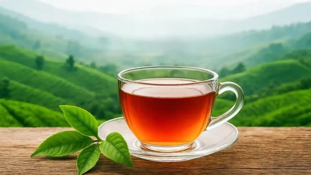 خرید و فروش عمده و خرده چای ارگانیک تأمین مستقیم رستوران و فروشگاه خرید و فروش عمده و خرده چای ارگانیک تأمین مستقیم رستوران و فروشگاه